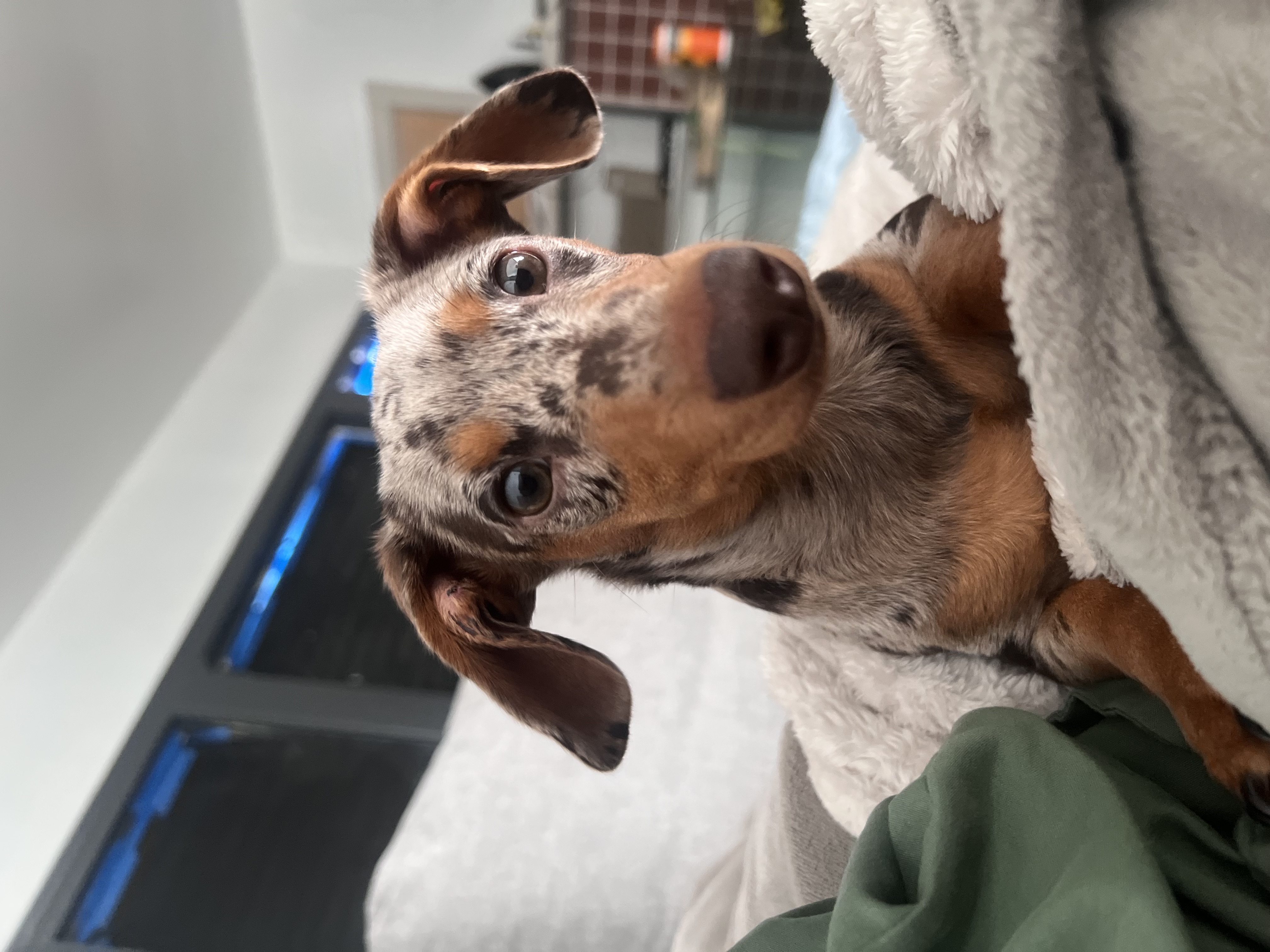 picture of my winnie dog kratos